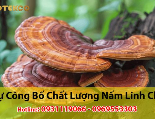 Tự công bố chất lượng nấm linh chi nhanh nhất
